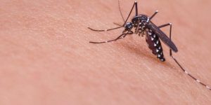 Cara Membasmi Nyamuk Paling Ampuh di Rumah