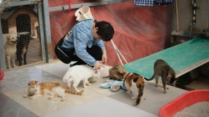 Panduan lengkap jadwal makan kucing dewasa dan kitten agar nutrisi tetap terjaga