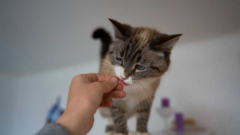 Kesalahan yang Sering Terjadi saat Memberi Makan Kucing