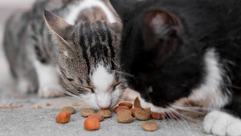 Pola Makan Alami Kucing