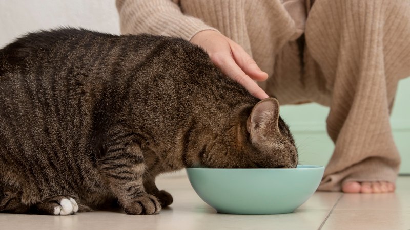 Jadwal Makan Kucing Dewasa