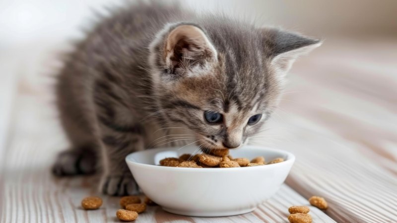 Cara Menentukan Porsi Makan Kucing